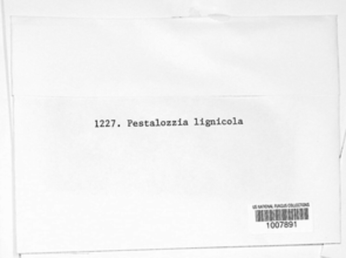 Pestalotia lignicola image